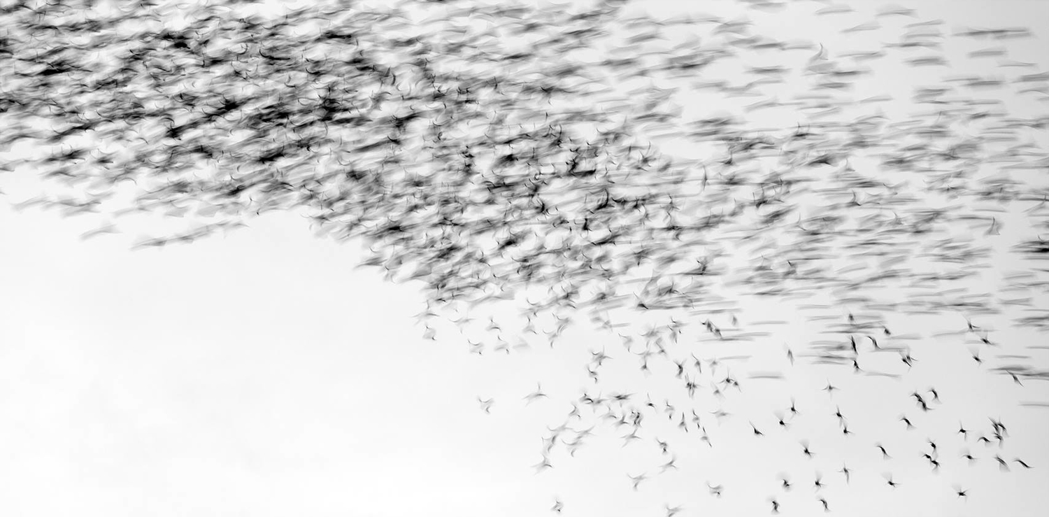 Abstract Starlings Murmuration